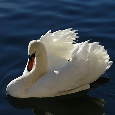 Loans 365: Never Miss a Financial Opportunity Again