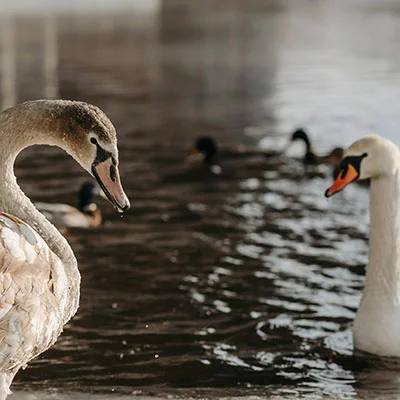 How to Get a 1000 Loan with No Credit History