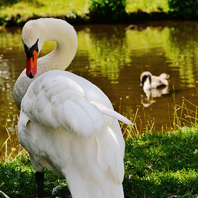 Chase Personal Loans: How to Get a Loan for Solar Panels