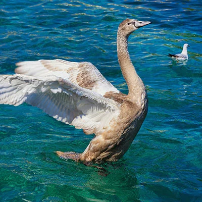 How Good Credit Simplifies the Personal Loan Process