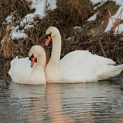 Best Small Loans Like Speedy Cash for Urgent Expenses