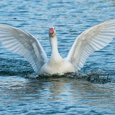 Fast Cash Without Direct Deposit: Payday Loan Options